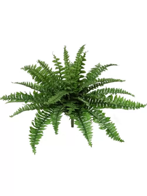 Best Sale Boston Fern 28 In. Tropical Plants & Flowers