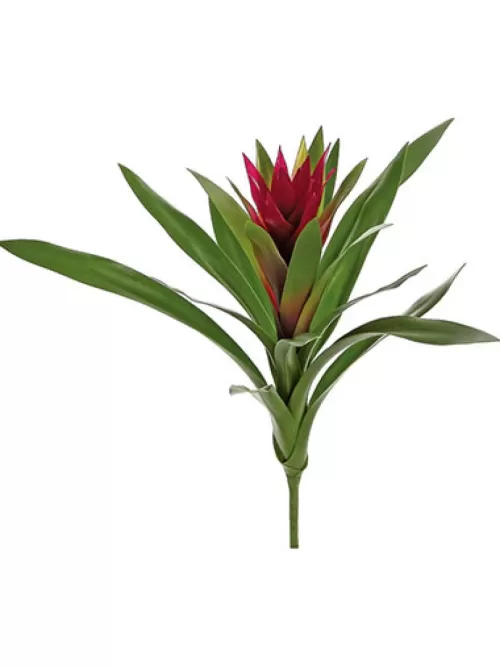 Cheap Bromeliad 16 In. Burgundy Tropical Plants & Flowers