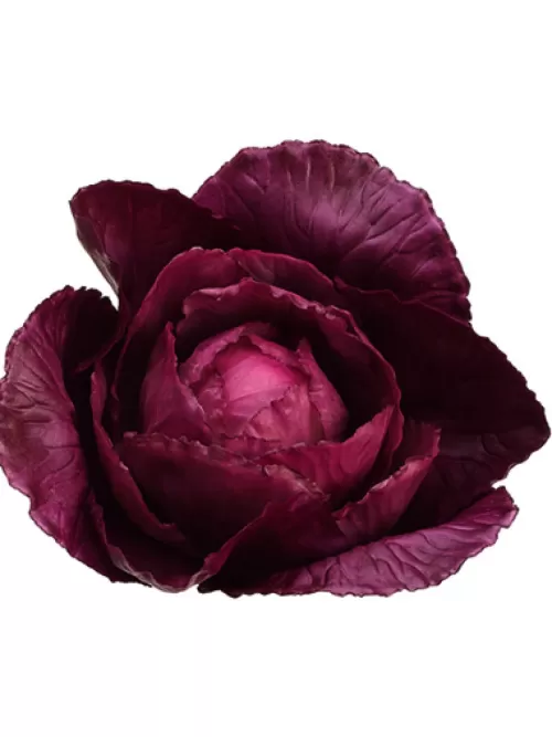 Best Sale Cabbage 4 In. Purple Fruit And Vegetables