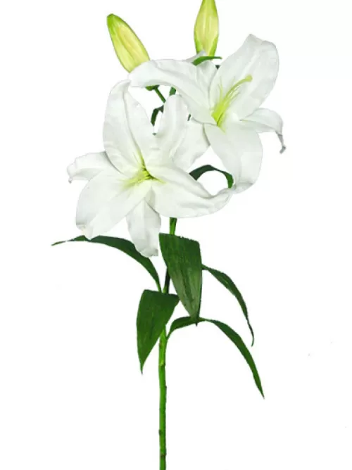 New Casablanca Lily 39 In. White Silk Lilies