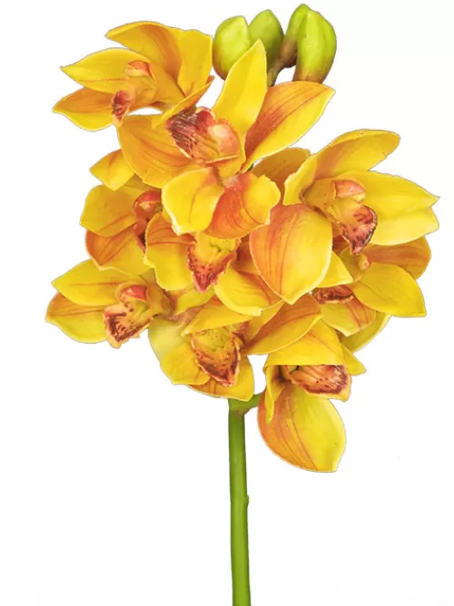 Flash Sale Cymbidium Orchid 19 In. Gold Silk Orchids