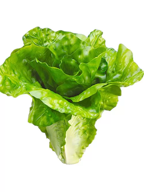 Flash Sale Lettuce 6 In. Green Fruit And Vegetables