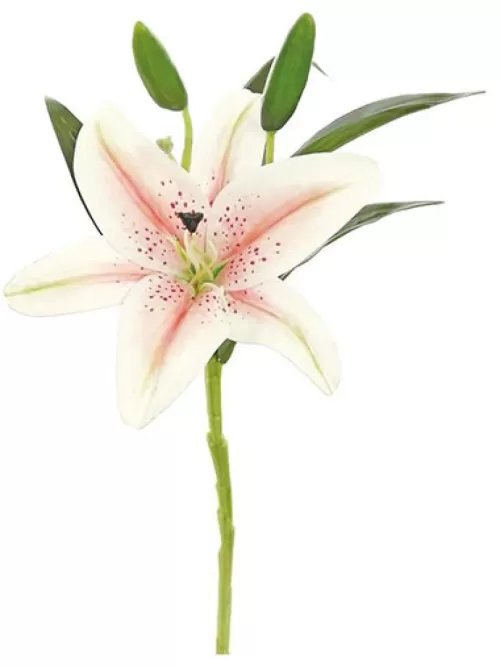 New Lily Pick Natural Touch 17 In. Cream / Pink Silk Lilies