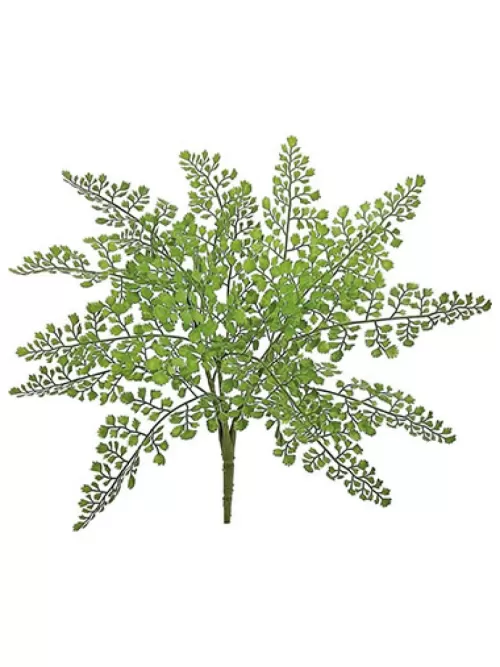 Shop Maidenhair Bush 18 In. Tropical Plants & Flowers