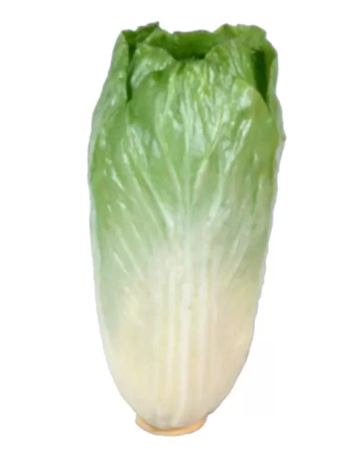 New Napa Cabbage 7.5 In. Fruit And Vegetables