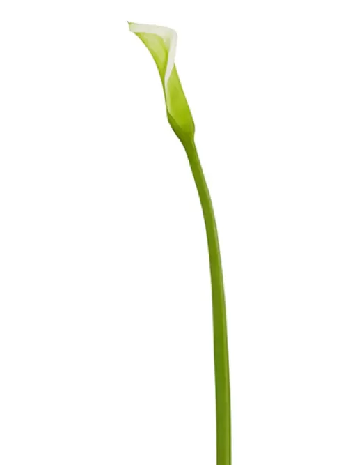 Best Natural Touch Calla Lily Bud 28 In. Light Green Silk Lilies