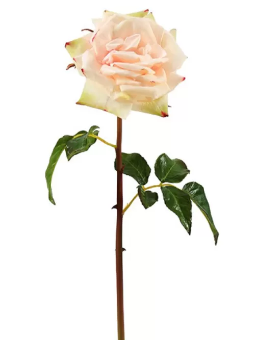 Cheap Natural Touch Rose Westminster 20.5 In. Champagne Silk Roses