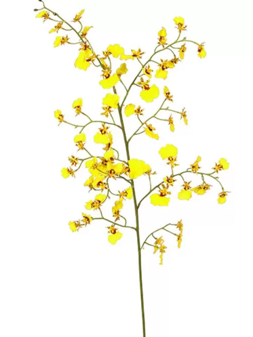 Fashion Oncidium Orchid 36.5 In. Yellow Silk Orchids