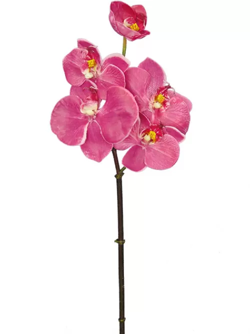 Store Phalaenopsis Mini 20 In. Fuchsia Silk Orchids