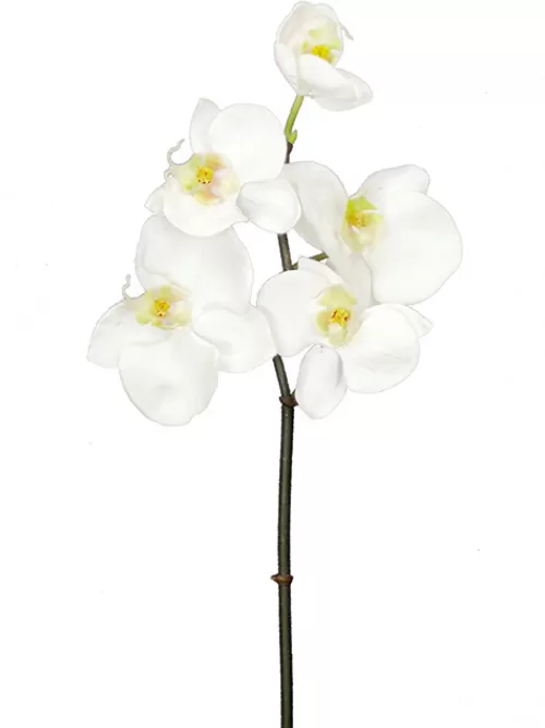 Cheap Phalaenopsis Mini 20 In. White Silk Orchids