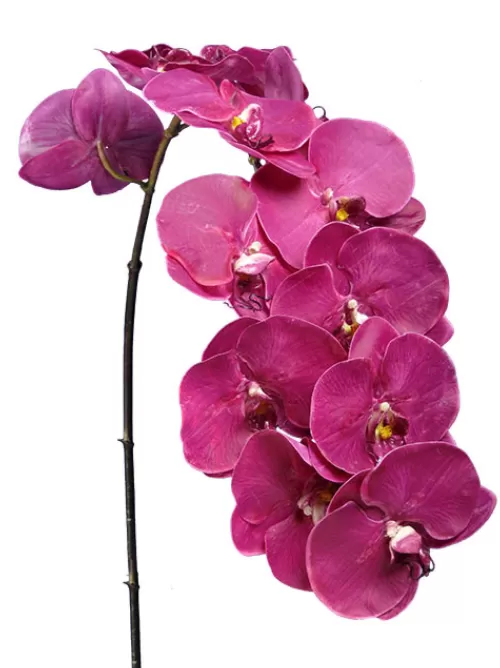 Fashion Phalaenopsis Spray 45 In. Fuchsia Silk Orchids