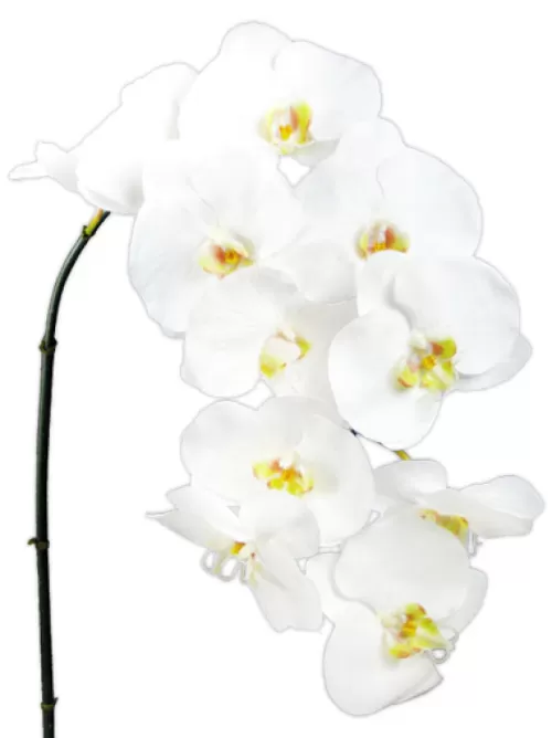 Store Phalaenopsis Spray 45 In. White Silk Orchids