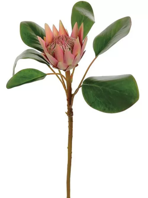 Best Protea 22 In. Mauve Tropical Plants & Flowers