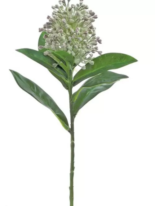 Best Sale Skimmia 13 In. Green / Grape Tropical Plants & Flowers