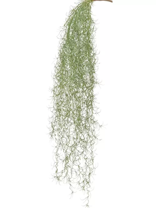 Best Spanish Moss Hanging Bush 26 In. Tropical Plants & Flowers